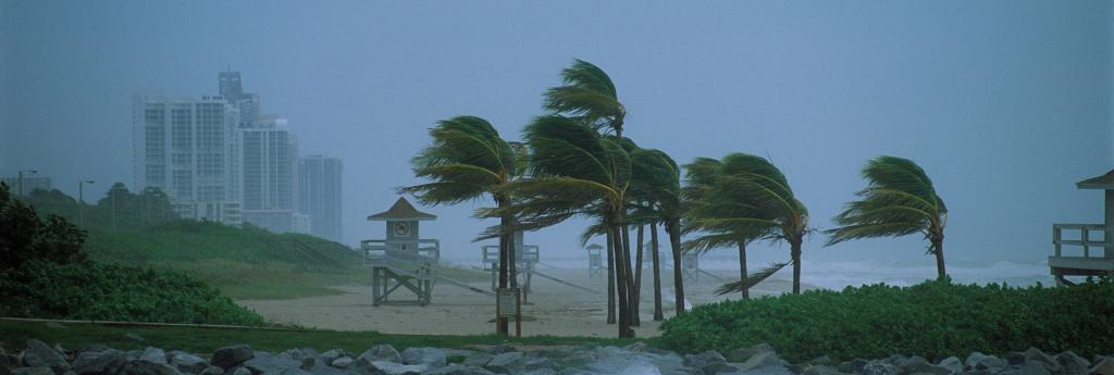 Hurricane winds hitting palm trees