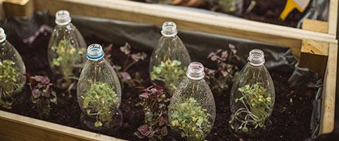 Gardening with plastic water bottles