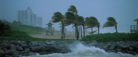 Hurricane winds blowing through palm trees