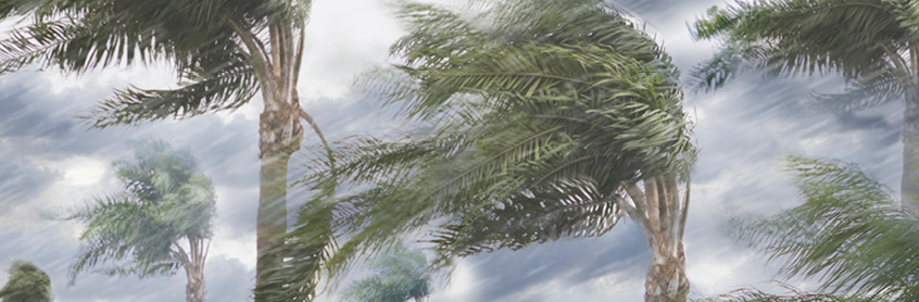 Palm trees blowing in gust of wind | CNA Insurance