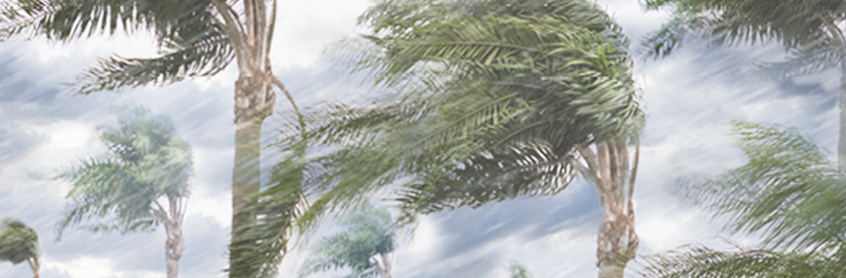 Palm trees in gusting wind | CNA Insurance